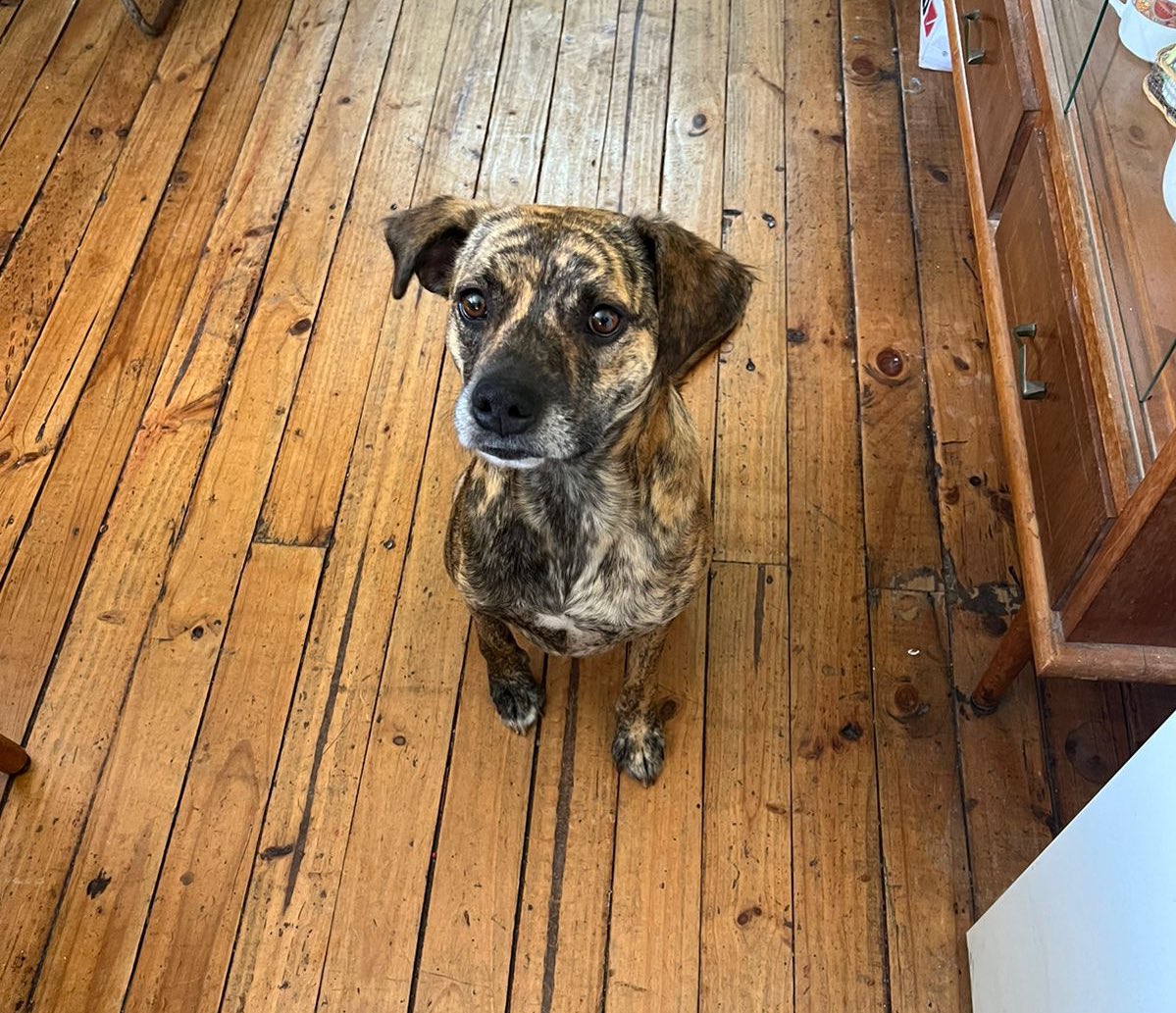 ilovedogs_vale's tweet photo. Tíos/as🥰 díganme la verdad: ¿soy linda yo? ¿habrá alguna familia que me quiera? Yo encuentro que soy una excelente perrita y tengo mucho amor para entregar🤭💜. Mi nombre es Luli. No me olviden✨ https://t.co/AmLJT2kYWt