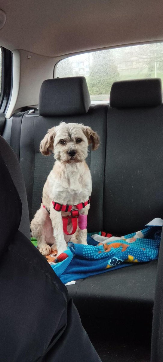 ranimal_ohana's tweet image. Pepo busca hogar con URGENCIA! 

Pepo lo está pasando mal, no quiere estar en Ohana, no puede entrar en manada todavía porque es muy sumiso. Su carácter está cambiando… hoy incluso nos gruñó al meterlo en el canil porque no quería entrar, está desesperado y ya no sabemos como