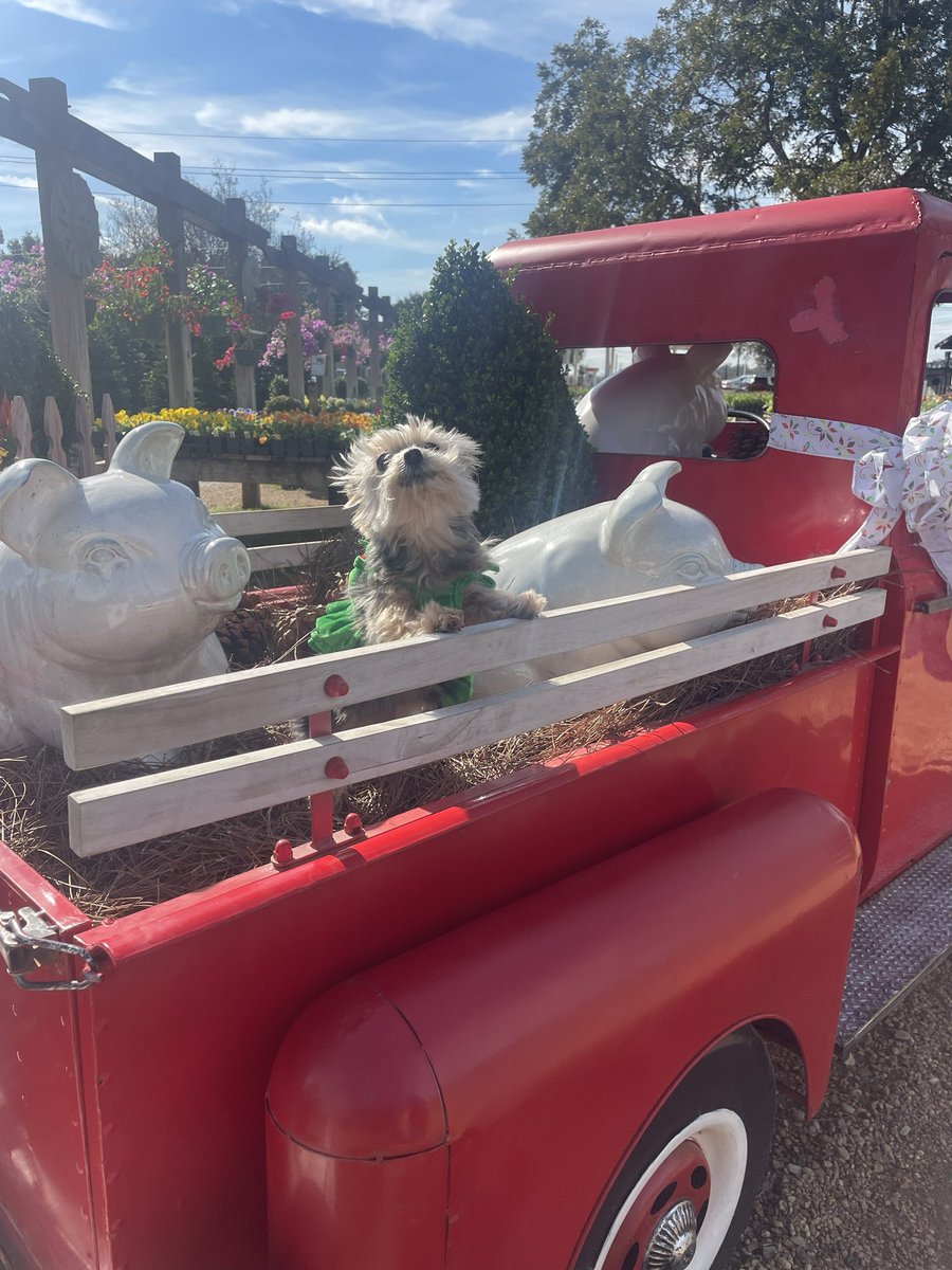 🅡🅞🅢🅔🅜🅐🅡🅨 tweet media