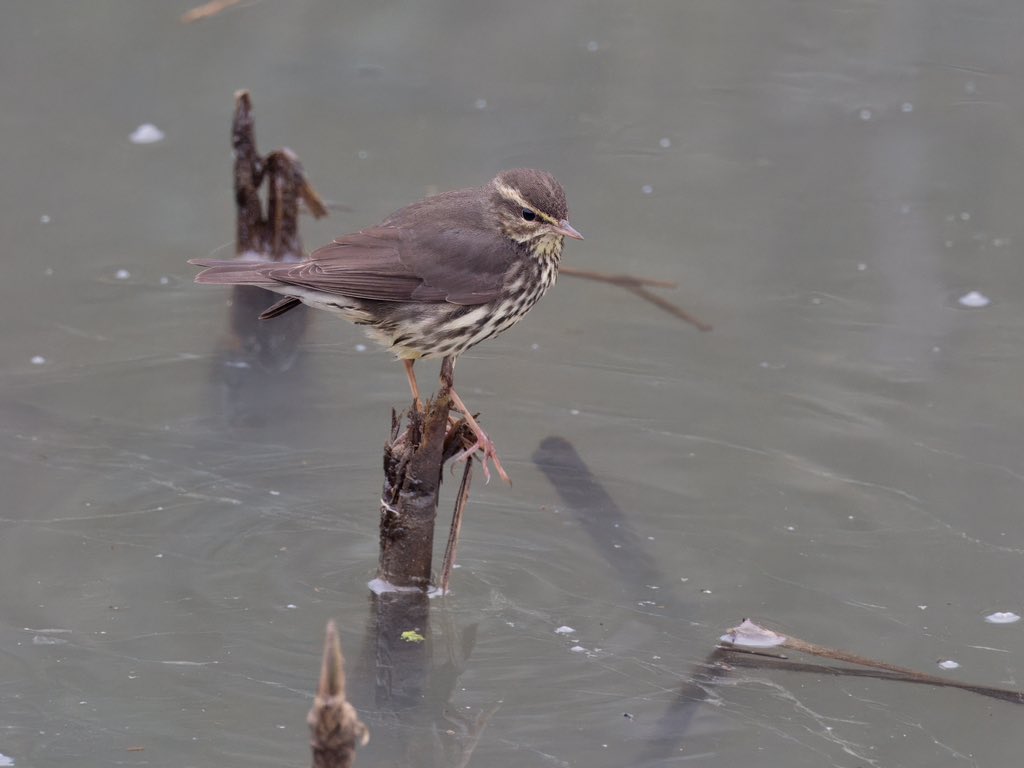DCCbirder's tweet photo. Really enjoyable trip to Essex today to twitch the Northern Water Thrush. First seen creeping around in the pre-dawn gloom and then showing well as the light improved, but the views mid-morning will be hard to beat!
#NorthernWaterThrush #Essex https://t.co/UwtowI4Syx