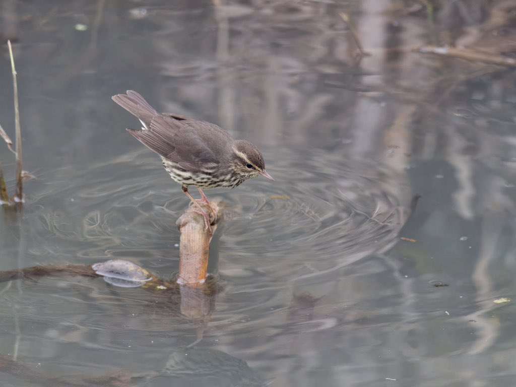 DCCbirder's tweet photo. Really enjoyable trip to Essex today to twitch the Northern Water Thrush. First seen creeping around in the pre-dawn gloom and then showing well as the light improved, but the views mid-morning will be hard to beat!
#NorthernWaterThrush #Essex https://t.co/UwtowI4Syx