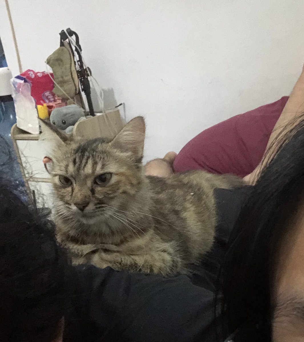 kchlstdpn's tweet photo. @kochengfs Ritual sebelum tidur harus di puk-puk dulu, klo gak di puk-puk besok tantrum seharian 😌 https://t.co/FS0CHEmD3g
