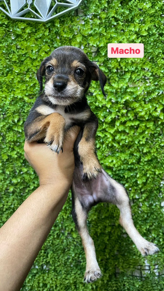 EmergenciasEc's tweet photo. #CachorritosEnAdopcion
Ayuden a compartir para poder encontrarles un hogar.
Info por interno https://t.co/3oiCVNGJGM