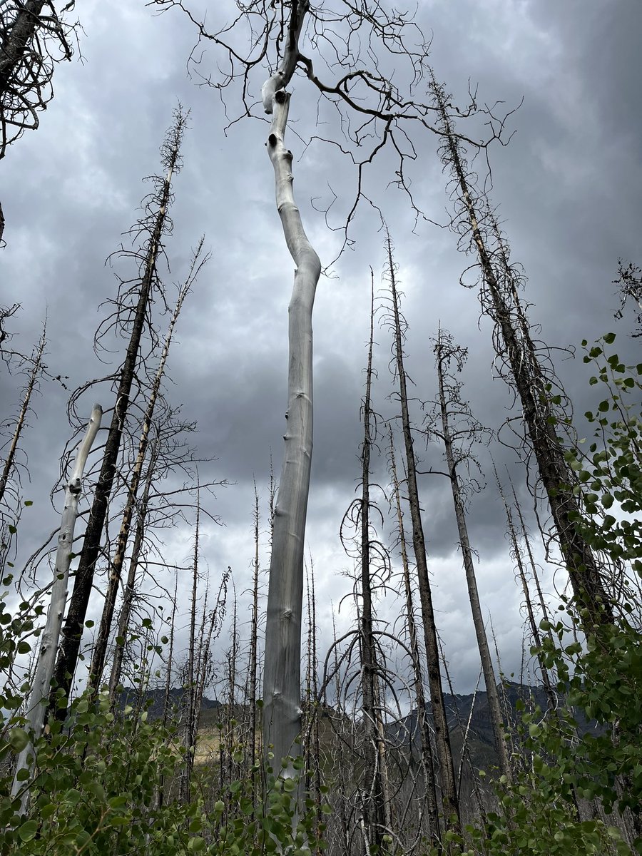 Blakiston Falls near Waterton - post 2017 wildfires