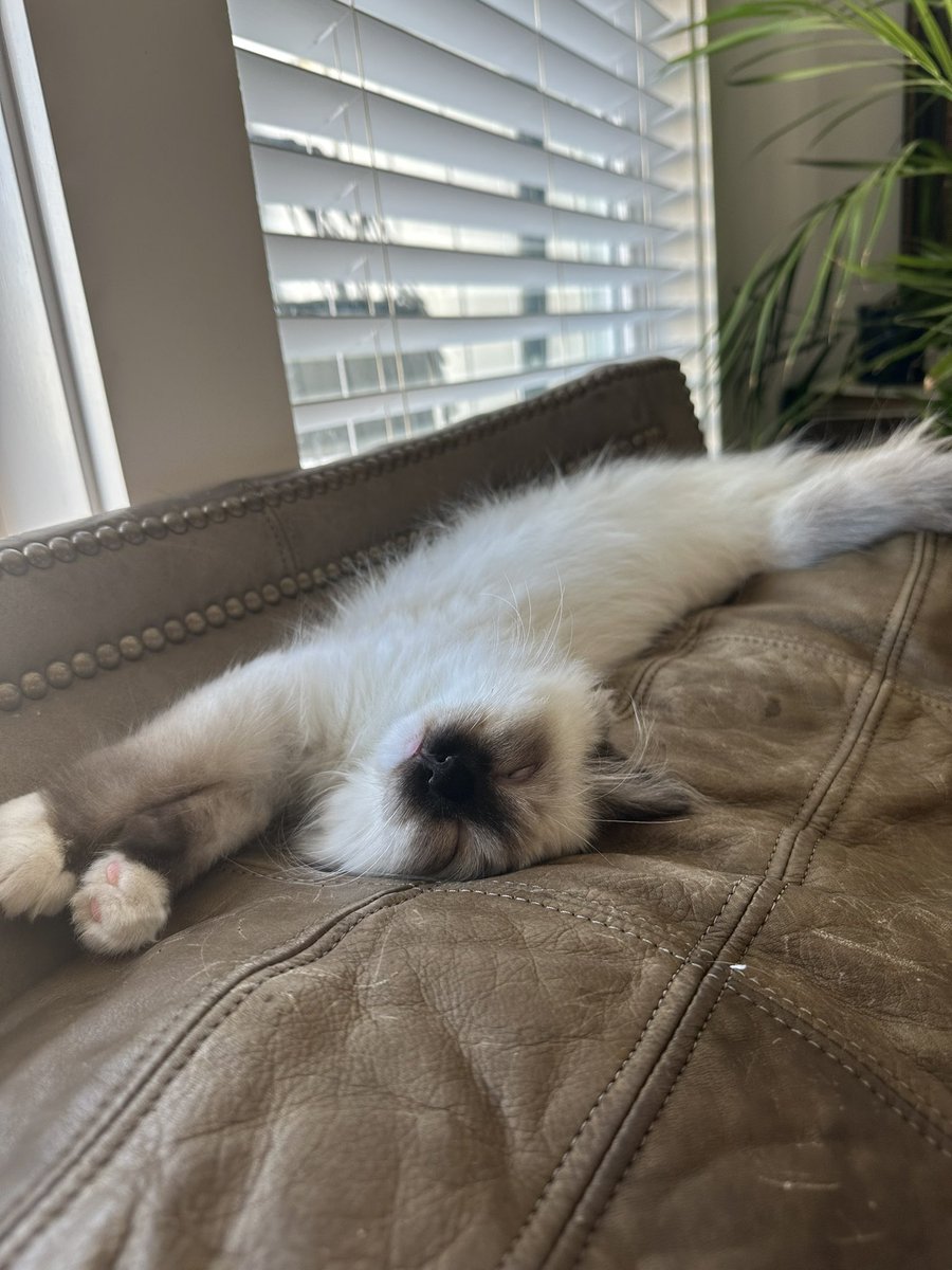 mssandman's tweet photo. Happy Caturday from Seamus #Caturday #CatsOfTwitter https://t.co/R8WJ2izybD