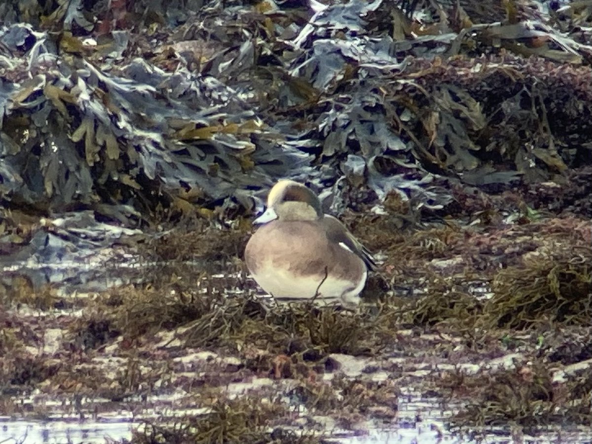 An outrageous day on Inishmore, Galway. Pied-billed Grebe, Bufflehead, American White-winged Scoter and American Wigeon. Quality winter birding! <a href="/BirdGuides/">BirdGuides</a>