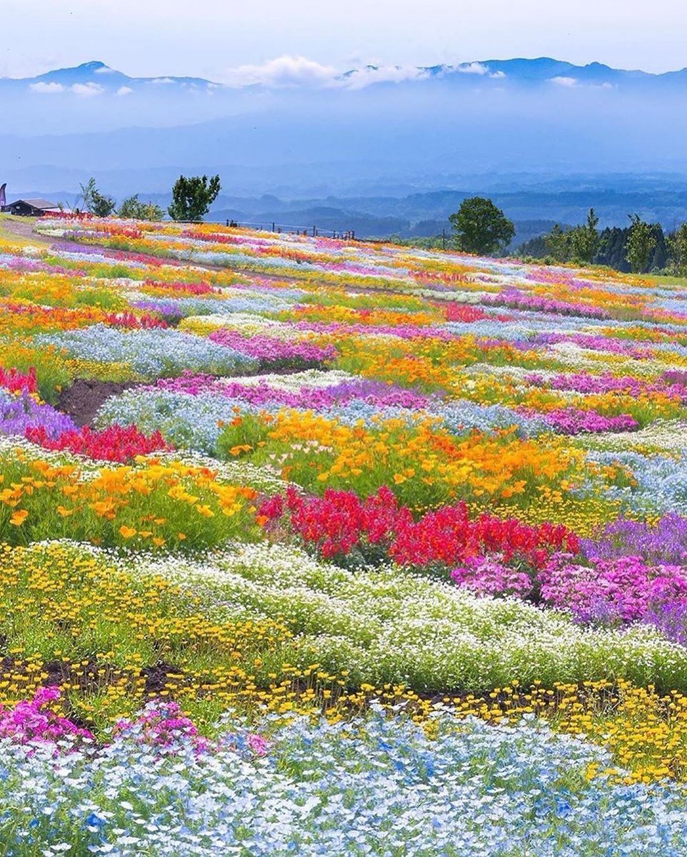 Dreamy flora in Japan's Oita Prefecture. Color haven 🌸😍 Photo by astrailor_jp #oita #japan #beppu #kyushu #oneintheair #streetwear #california #oitabrand #sanfrancisco #bayarea #selectshop #fukuoka #nakatsu #in #hoodwear #weedwear #sendthatshit #outonbail #streetsallday