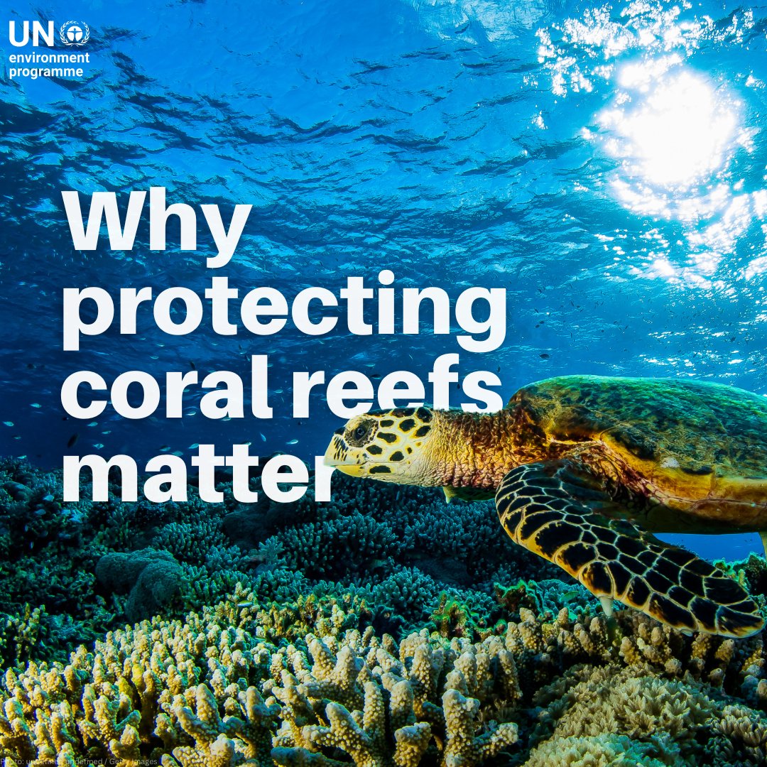 Even if global warming is maintained at 1.5ºC, scientists predict that up to 90% of coral reefs might disappear by 2050 due to prolonged ocean heatwaves. Protecting these precious ecosystems is critical #ForPeopleForPlanet