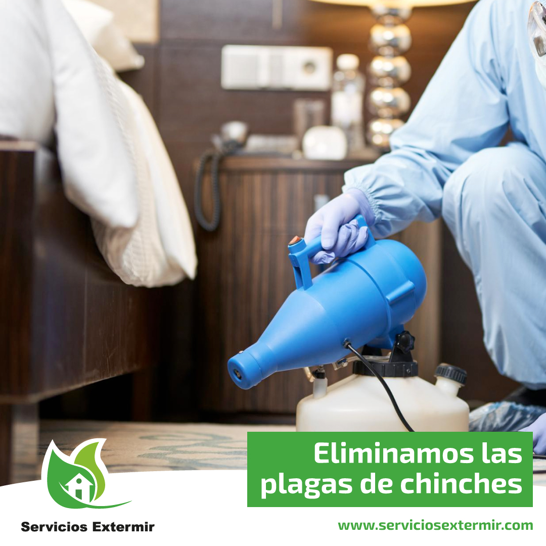 SExtermir's tweet image. En los últimos meses, hemos observado como la presencia de chiches puede convertirse en un gran problema 😖, debido a su rápida expansión.

¡No permitas que te afecten, contáctanos ☎️ para eliminar tu plaga!
serviciosextermir.com