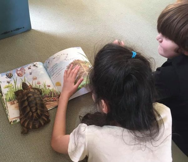AlbertTortoise's tweet photo. Please keep sharing YOUR #ALBERTthetortoise #pictures. Posing now possible with six ALBERT #picturebooks, #BoardBook ALBERT and his Friends and #ActivityBook ALBERT PUZZLES AND COLOURING. https://t.co/ifzLh573KF
#bookseries #illustration #tortoisebooks #tortoise #turtle https://t.co/kZVImiSQmY