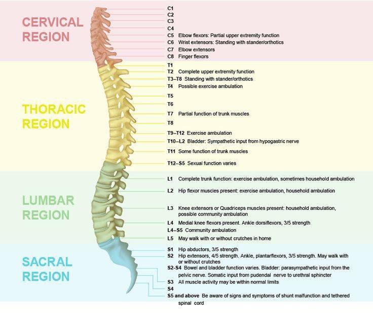 farhanahmed's tweet image. #SpinalCord