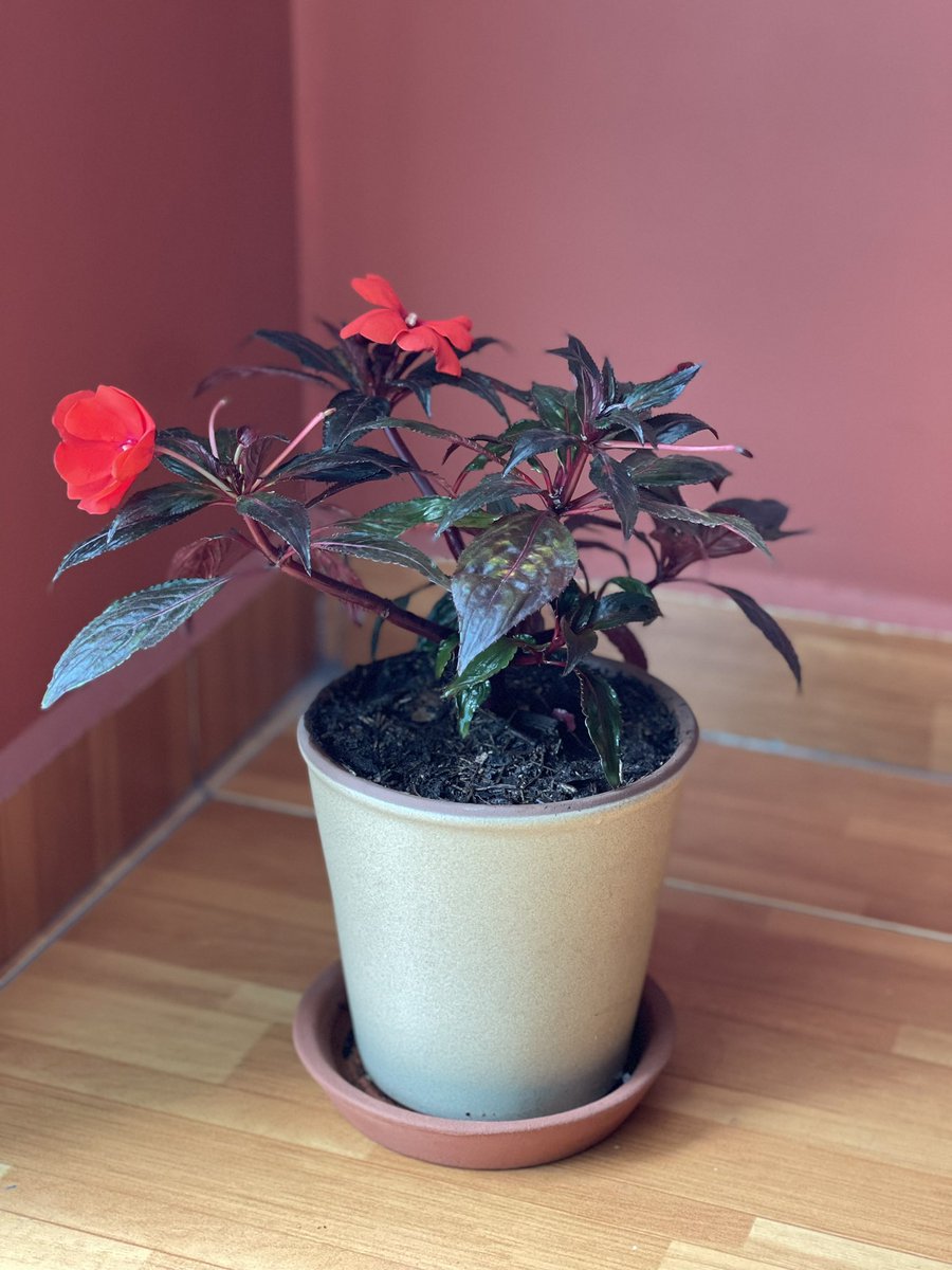 Borixca's tweet photo. Hoy fuimos a la delegación a cambiar nuestro arbolito de navidad por una plantita 😍😍

Ya le compramos su casita 🌱

Belén 😍 https://t.co/Sjp825jen0