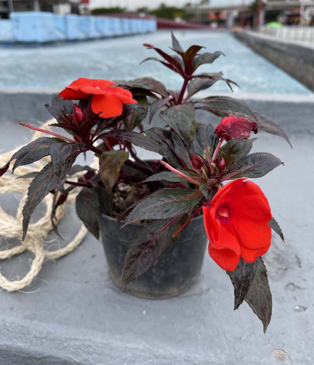 Borixca's tweet photo. Hoy fuimos a la delegación a cambiar nuestro arbolito de navidad por una plantita 😍😍

Ya le compramos su casita 🌱

Belén 😍 https://t.co/Sjp825jen0