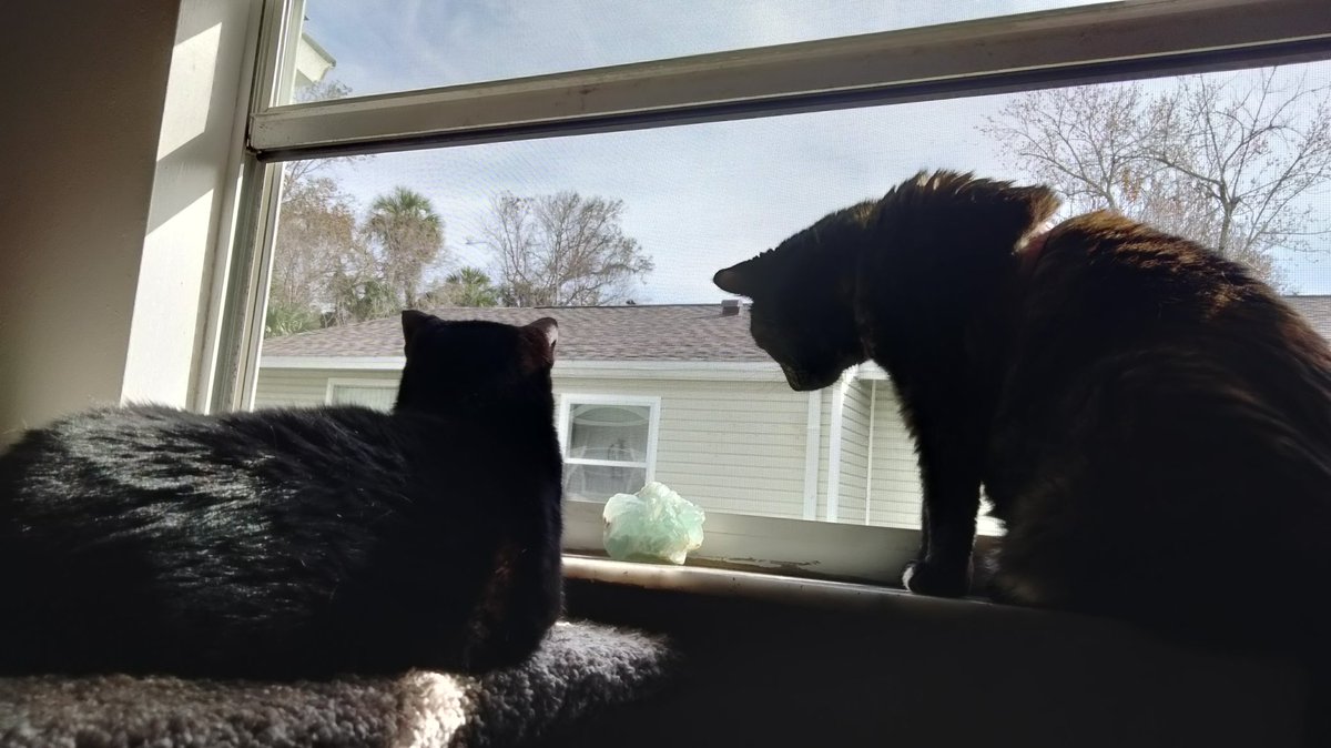 #Caturday #itsacatslife #Cat #cute #kitties