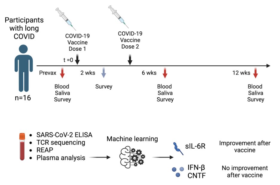 In this prospective observational study, we examined changes in symptoms & immune phenotypes in vaccine-naïve people with #LongCovid after COVID-19 vaccination. Due to the timing of the initiation of this study, we were only able to recruit 16 people. However, the insights we…