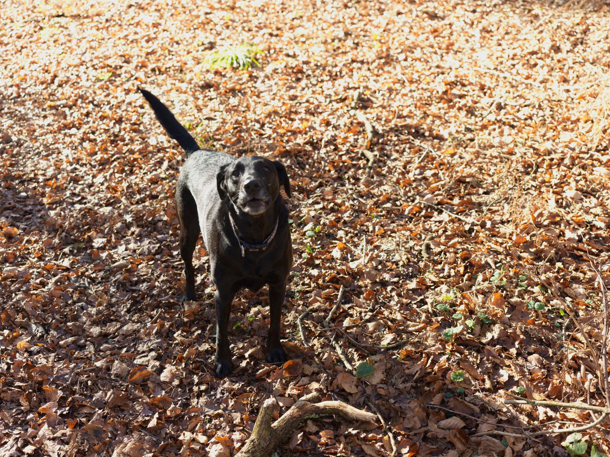 pea34101992's tweet photo. Some of our walks this week
#dogs #countryside #naturelovers https://t.co/PAp4Szm4c4