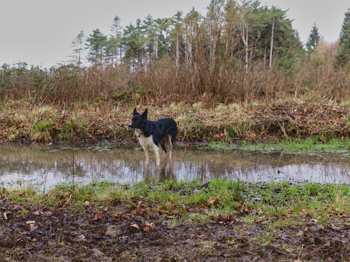 pea34101992's tweet photo. Some of our walks this week
#dogs #countryside #naturelovers https://t.co/PAp4Szm4c4