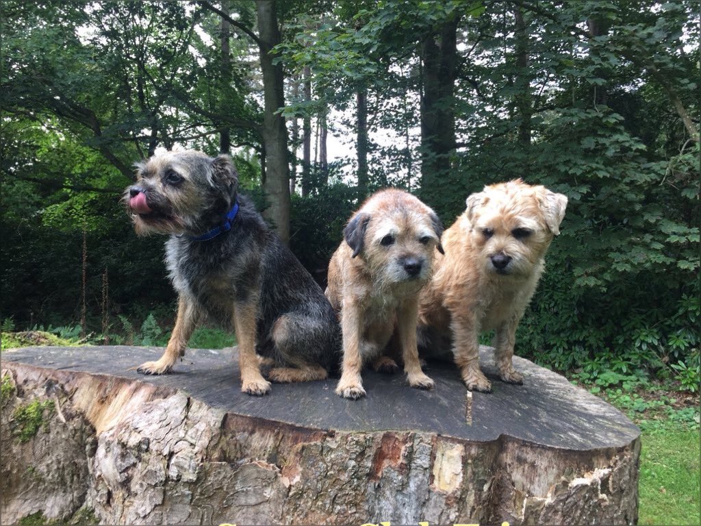Hopper aka Clunck β¦4 Bluey OTRB 14\10\21 ππ (@bluewrather) on Twitter photo #StumpClubSaturday club
Old one but mi besties thenβ¦.. <a href="/lynniehamish/">Hamishβs Lynne</a> <a href="/lyndaward5/">Dame Aunty Lynda Ward. BTP CBE.</a> <a href="/MrSebBT/">Sir Boots BT - bro to Sir Sebππ</a> 3 Muskateers aka 3 Dudes πππππΎπ #StumpClubSaturday club
Old one but mi besties thenβ¦.. <a href="/lynniehamish/">Hamishβs Lynne</a> <a href="/lyndaward5/">Dame Aunty Lynda Ward. BTP CBE.</a> <a href="/MrSebBT/">Sir Boots BT - bro to Sir Sebππ</a> 3 Muskateers aka 3 Dudes πππππΎπ