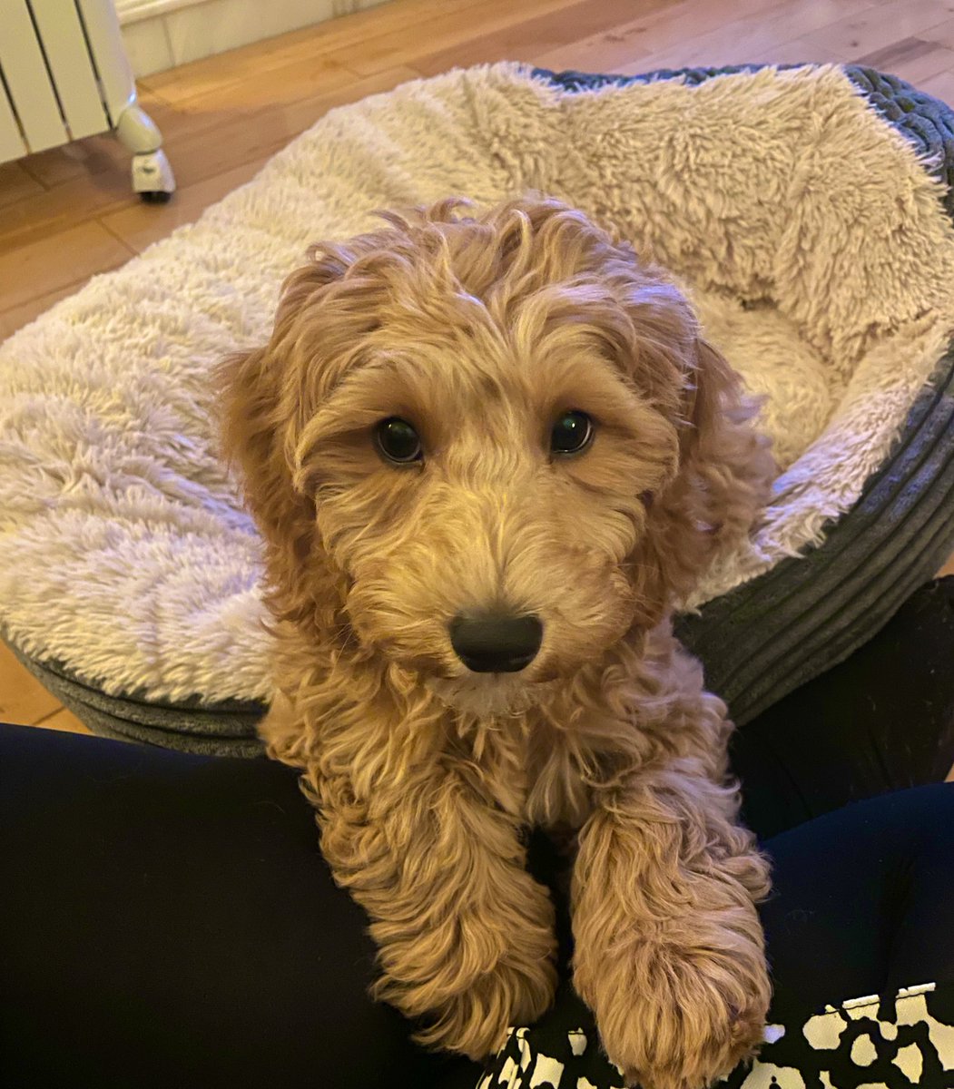 lostsentience's tweet photo. Before owning a puppy, I never realised how much I’d be chasing her down to see what non food item she’s eating

This 10lb ball of fluff suddenly finds mythical beast level strength when I’m trying to pry her tiny mouth open https://t.co/QOZxoQeNah