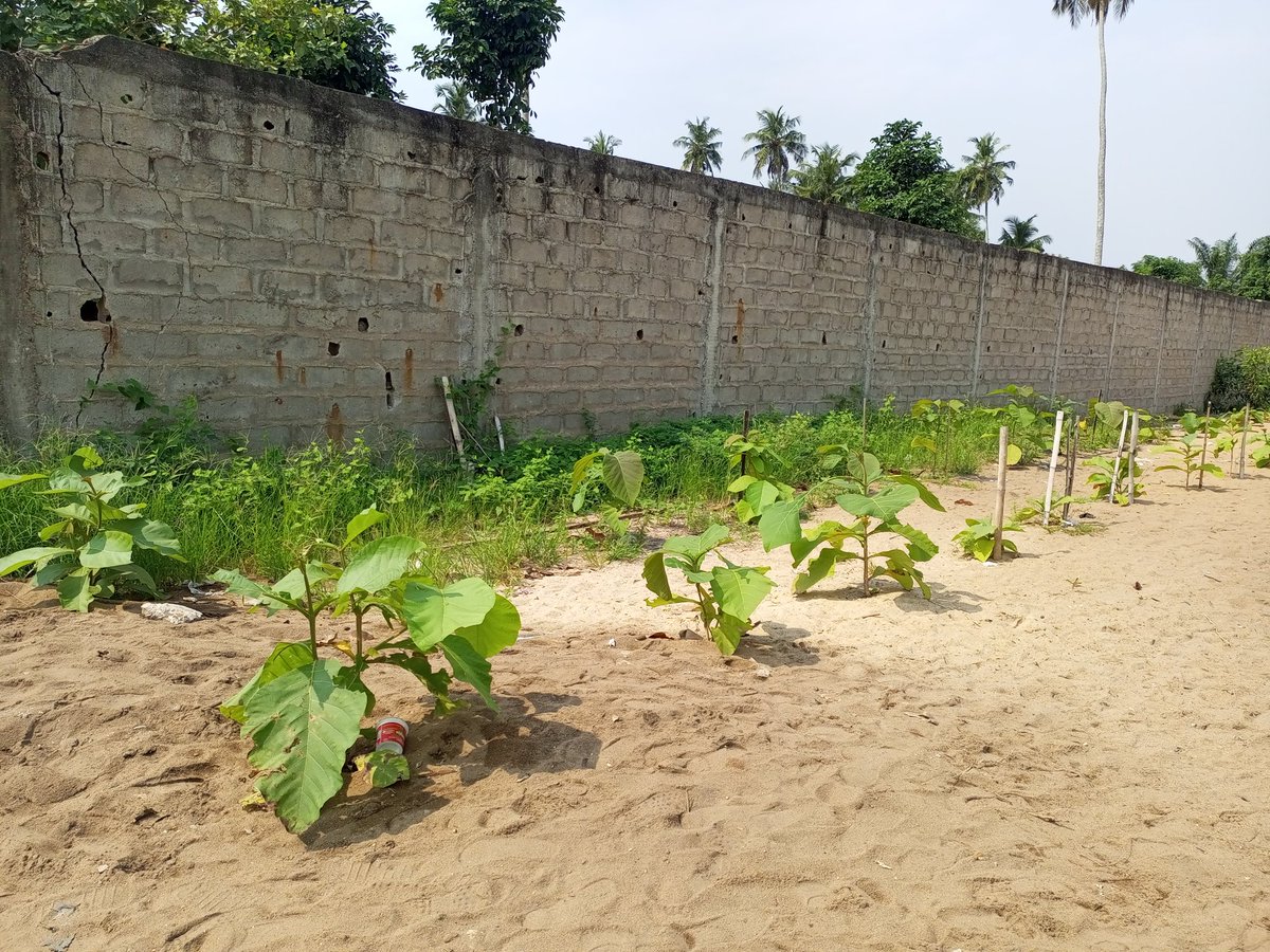 durandoboue's tweet photo. Après 07 mois de mise en terre, le #CDD_CI est heureux de voir ses plants d'arbres se développer convenablement même en période de saison sèche.
Merci à @InadesFormation pour ce l' appui financier.
@AfDB_Group @COP28_UAE @mithika_mwenda @csci225 @UEenCI @vonKirchmannEU https://t.co/u5HtHgPEEy