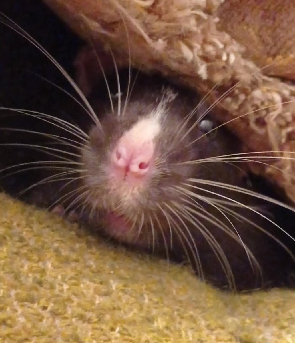 NBudze's tweet photo. А вось вам пацучыная пыса 🐭 https://t.co/lMB0Eq6BaG