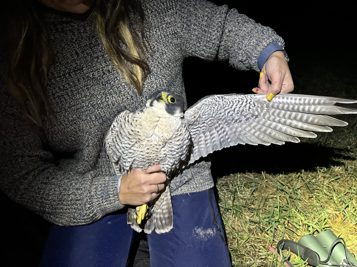 Au_Erithacus's tweet image. We came for owls, we didn’t get owls. Fine by me! #peregrine