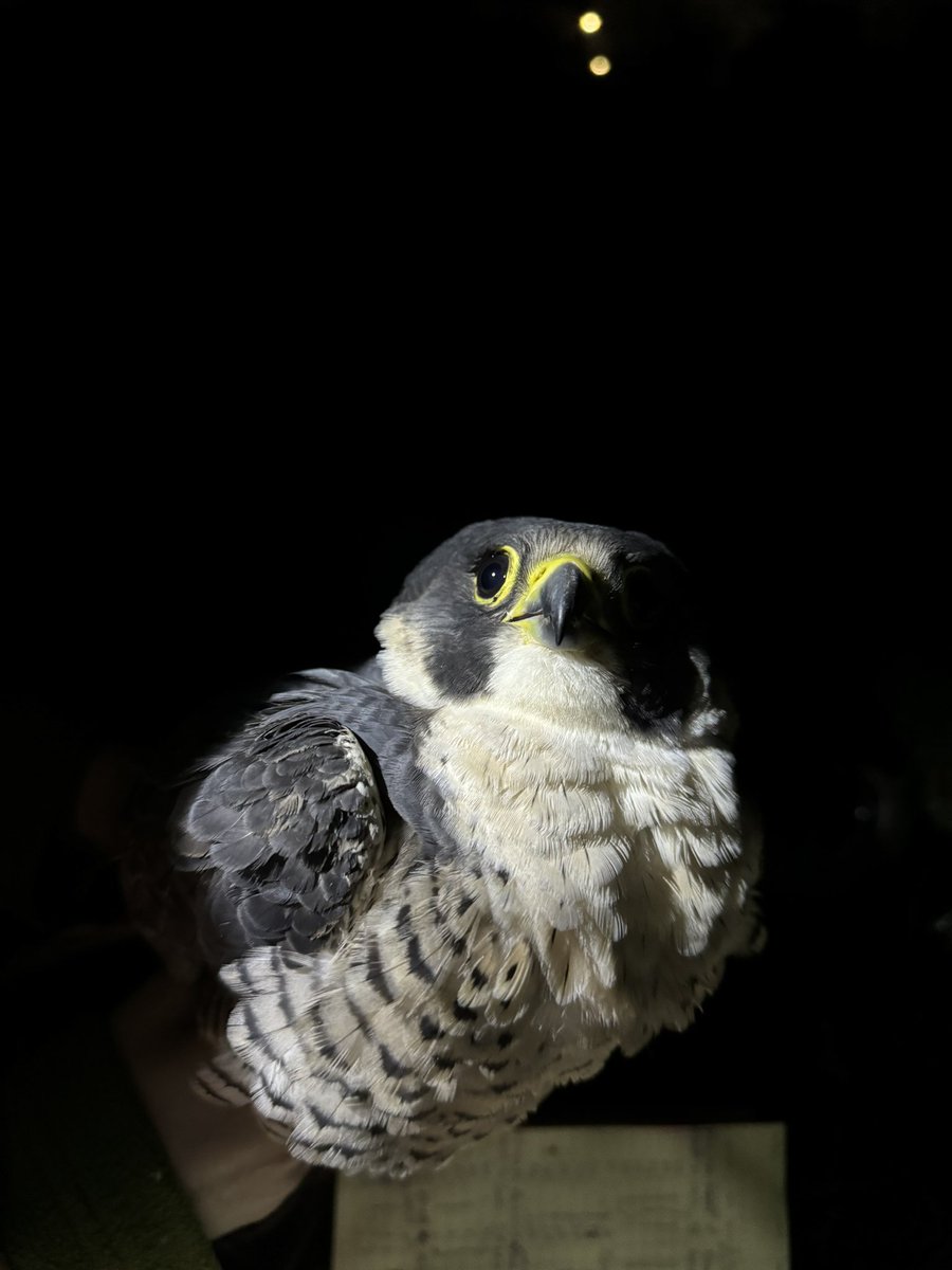 Au_Erithacus's tweet image. We came for owls, we didn’t get owls. Fine by me! #peregrine