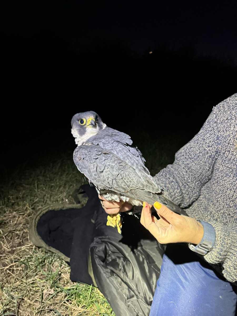 Au_Erithacus's tweet image. We came for owls, we didn’t get owls. Fine by me! #peregrine