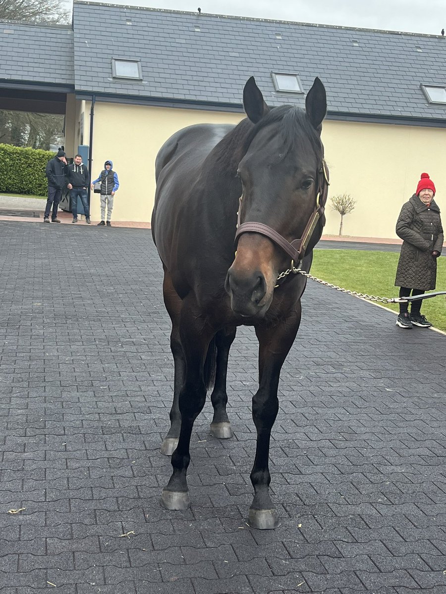 🏴‍☠️ Blackbeard at Castlehyde this morning @coolmorestud