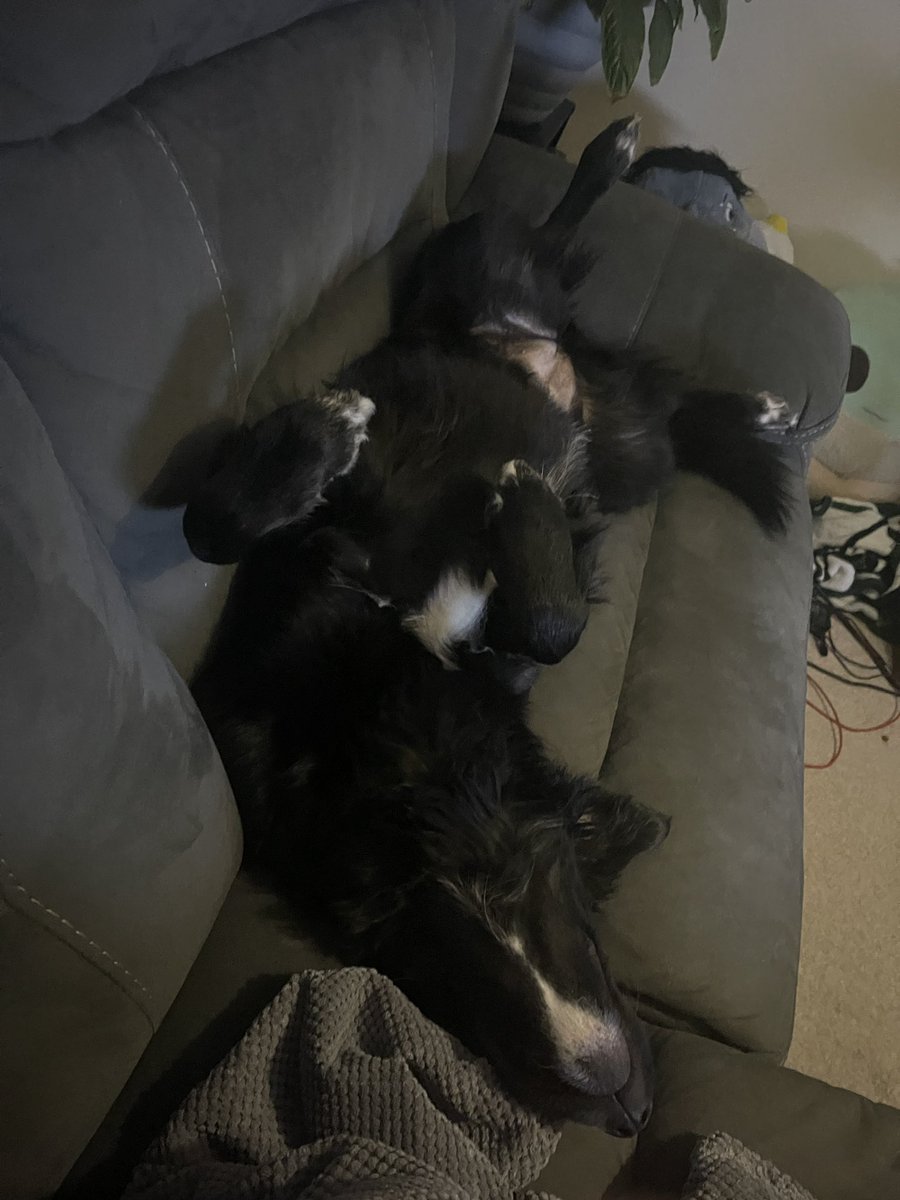 Pre-game snooze 😴 Go Phantoms! <a href="/GoPhantoms/">The Wendy's Peterborough Phantoms</a> <a href="/SteeldogsIHC/">TriggerHub Sheffield Steeldogs</a> #SSvPP