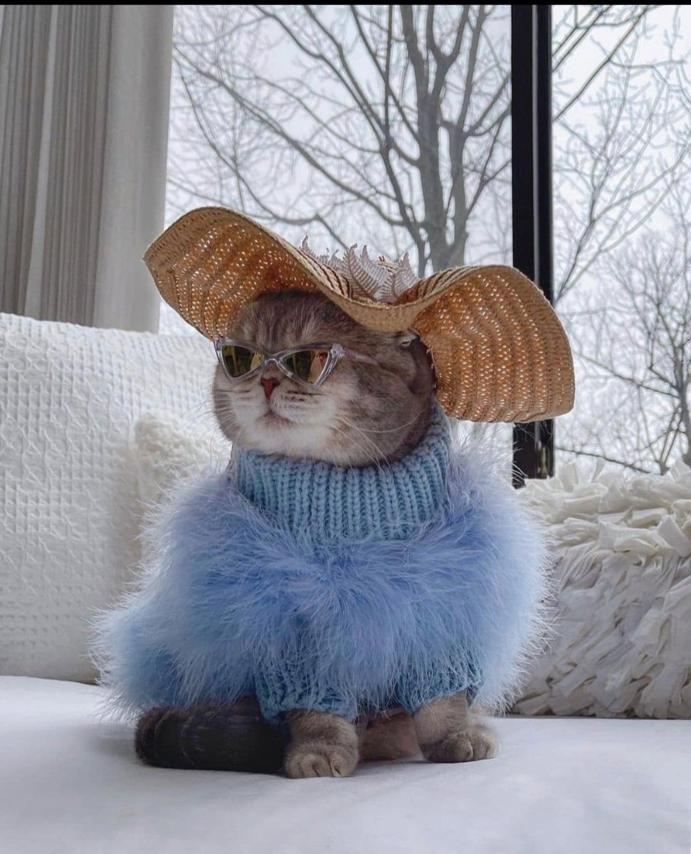 JBryanbuddy's tweet photo. @VintageWingnut1 @DDL701 I like Georgie too. It gives you another way of saying George when you're woken up @ 4 am. I recall you saying Max would wake you up "Meowing loudly early mornings.
If it's a little girl instead just call her Ms. Georgina. 💙🩷🐈🐈⬛🐾🐾
#MaxTheCat https://t.co/dSpRl0iPCL
