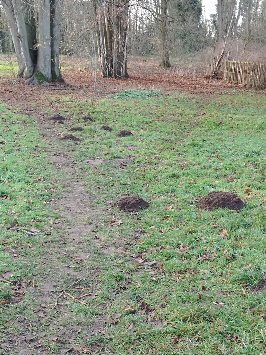 The massive Roman burial mounds at Bartlow hills, and their new mole counterparts