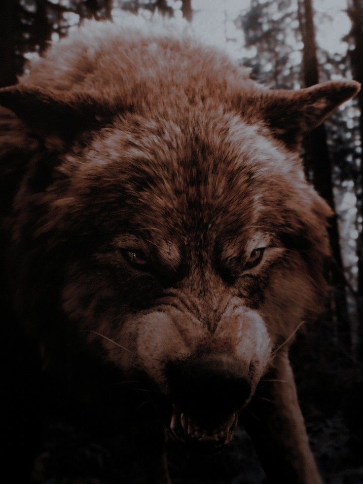 ᅠ ᅠ ᅠᅠᅠ ᅠ ᅠᅠ #𝐡𝐨𝐭𝐝𝐭𝐨𝐮𝐫𝐧𝐞𝐲

ㅤGrey Wind left Camp Stark to walk around looking for petting  (yes, that's his adorable face). When he's not in combat he likes to be pampered. 
ㅤ