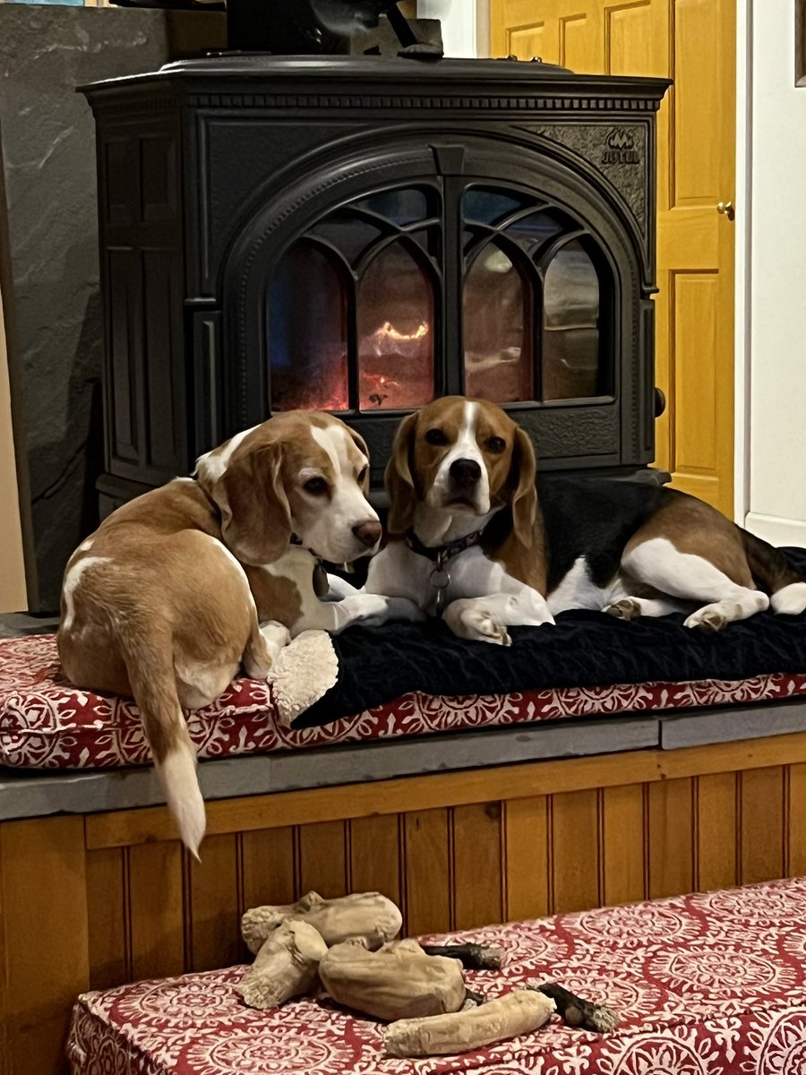 HazelBeagle (and Simon too) tweet media