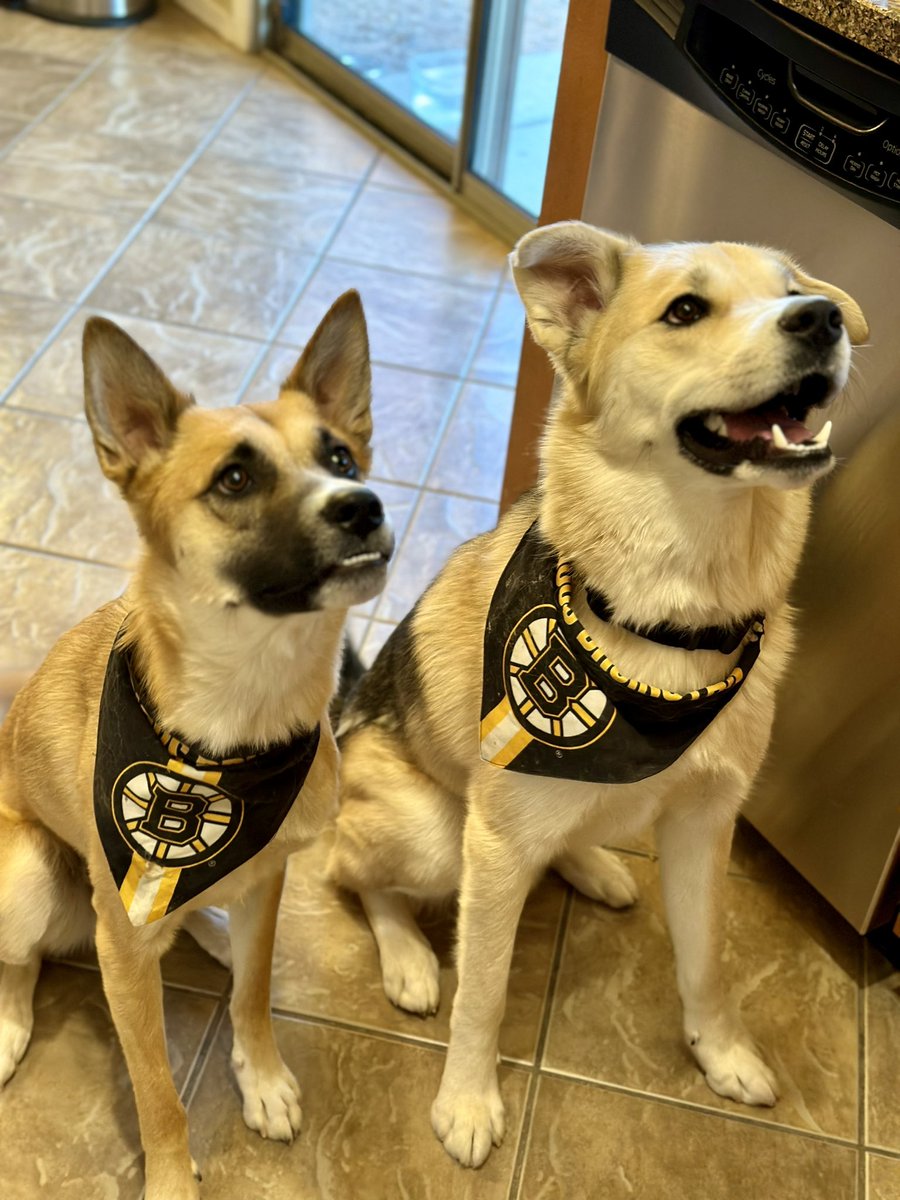 sprocks20's tweet photo. @NHLBruins  Puck and Thor are ready for the game tonight! Cheering on the Bruins from Tucson, AZ. #NHLBruins #bruins  #tucson #Arizona  #puckandthor #bruins #bruinsfans #hockeydogs https://t.co/eWOn266z3N