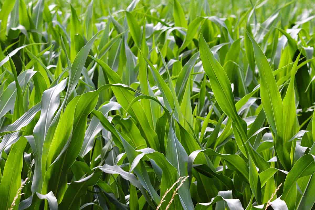 RisingKashmir's tweet photo. #IGFRI advocates high-yield forage #crops to address #fodder deficit in #JK

Reports @javidsofii

https://t.co/loEgbBMDTs https://t.co/0f2IMUr65w