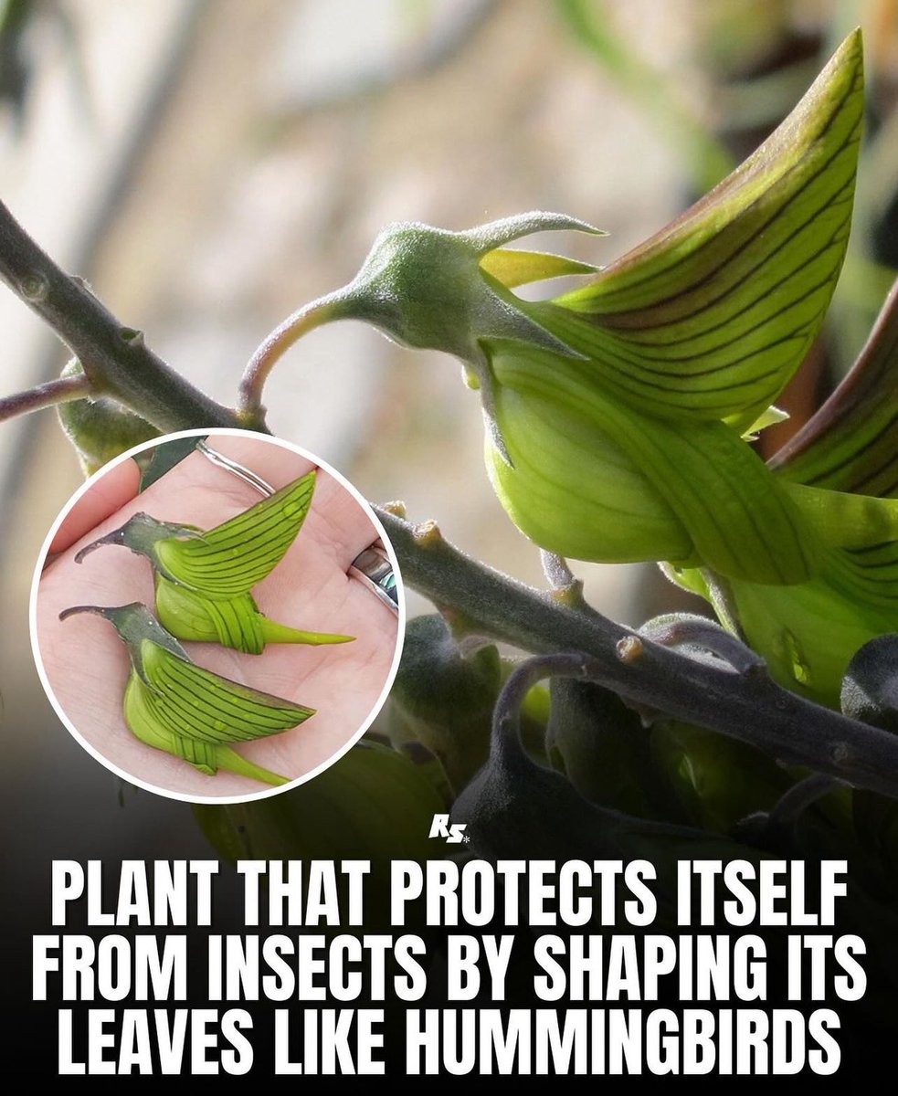 why is no one asking the important questions…….. HOW DOES THE PLANT KNOW WHAT A HUMMINGBIRD LOOKS LIKE