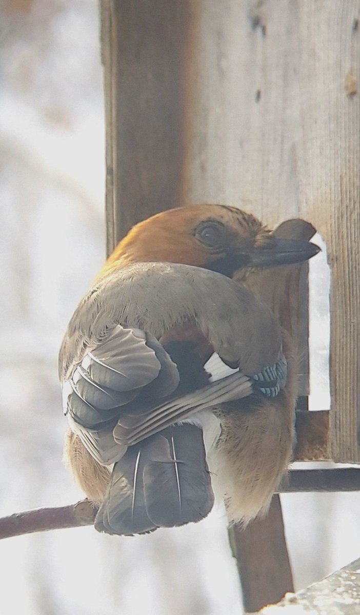 「今日もバードテーブルの小屋には入らず、頭を突っ込んで届く範囲のヒマワリの種を食べ」|浅利与一義遠のイラスト