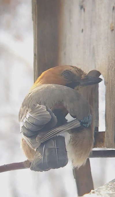 今日もバードテーブルの小屋には入らず、頭を突っ込んで届く範囲のヒマワリの種を食べるカケス。  出られなくなって、俺に小屋からつかみ出されたのが(屋根を開放しても、翼を広げきるスペースが無いので、飛び立てない)余程トラウマになったのか、ものすごい用心である。