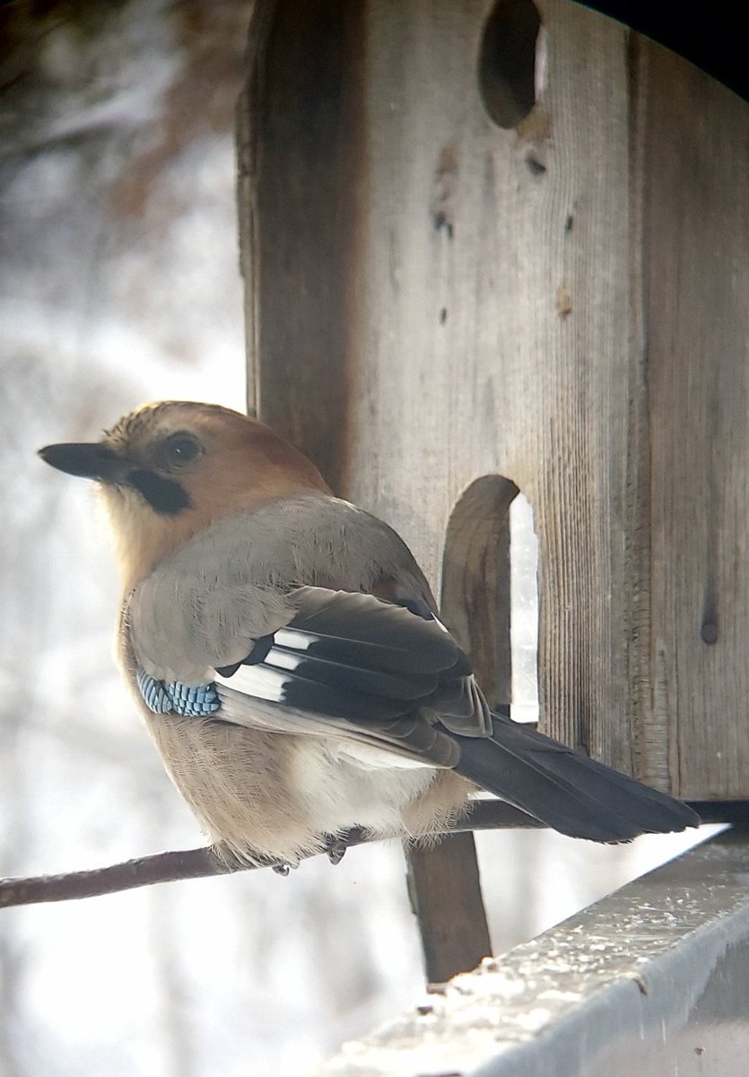 「今日もバードテーブルの小屋には入らず、頭を突っ込んで届く範囲のヒマワリの種を食べ」|浅利与一義遠のイラスト