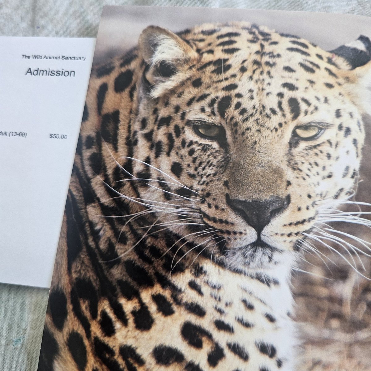 My friend Phyl (who I've known since I was a little girl) sent me such an amazing and wonderful gift that I'm in total awe! 

I've been wanting to visit @wildanimalsanctuary, and I get to make my dream come true this year!