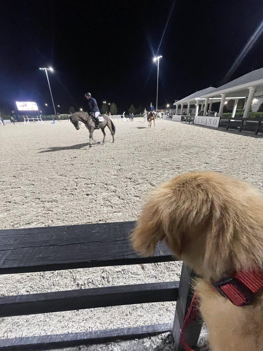 DanDaley's tweet photo. Tally checking out the awkwardly large dogs at WEC Ocala… https://t.co/4xBSV0f6x9