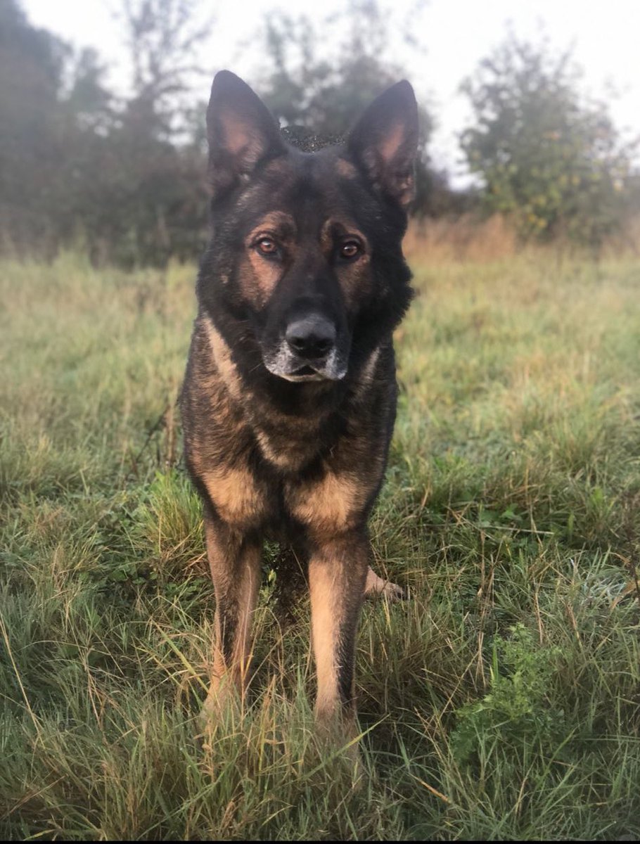 Northants Police Dog Section tweet media