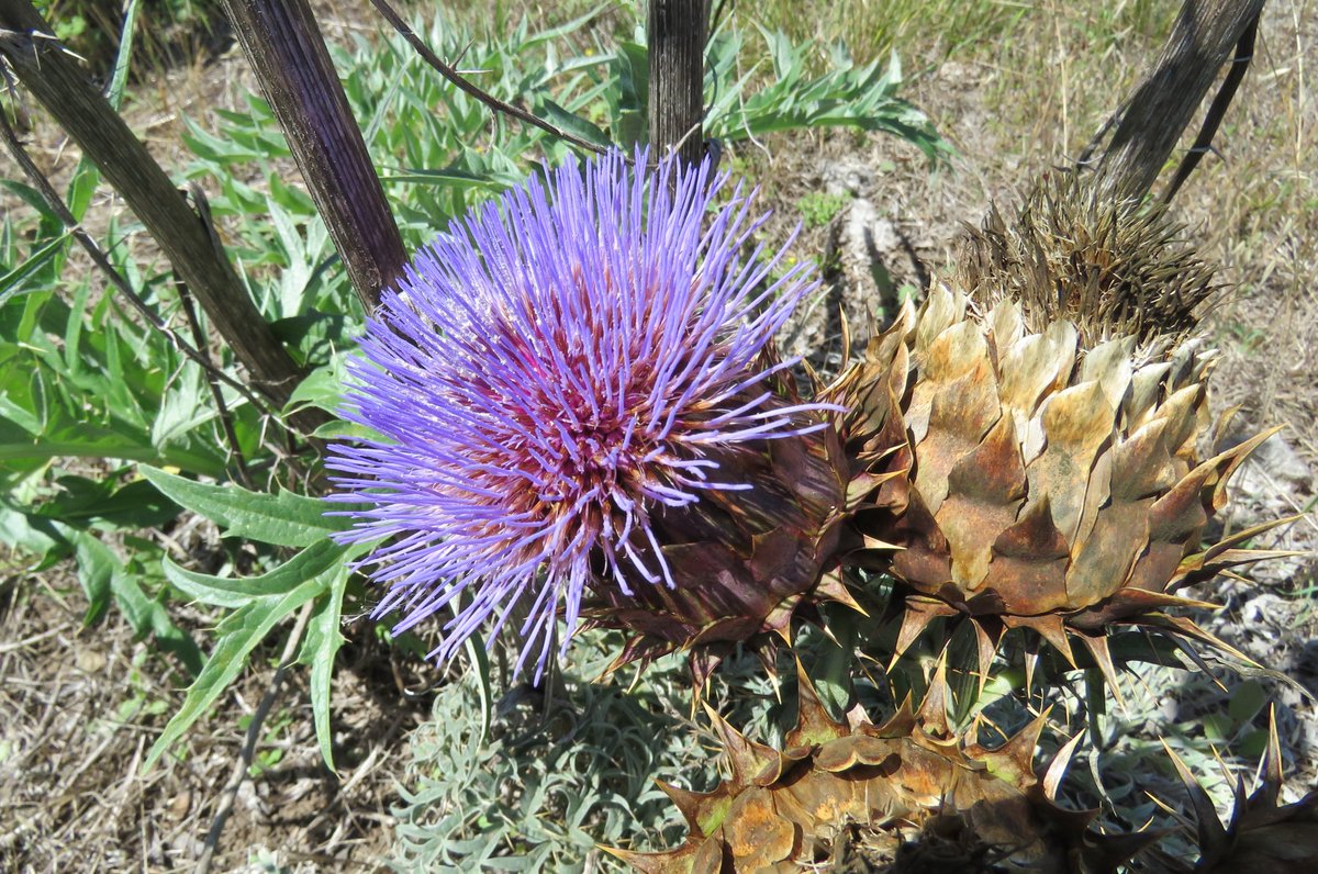 StuartWilliams_'s tweet photo. Artichoke thistle or cardoon (Cynara cardunculus subsp. flavescens), from the Mediterranean region and naturalised elsewhere

#Cynara #Asteraceae https://t.co/trunWHJnBK