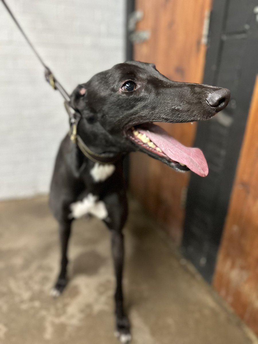 *First open race winner of 2024* Haka Carlo wins impressively this evening at Perry Barr over the 710m trip by 6 1/2L in 42.91 for @jeal_nic @perrybarrdogs 🏆