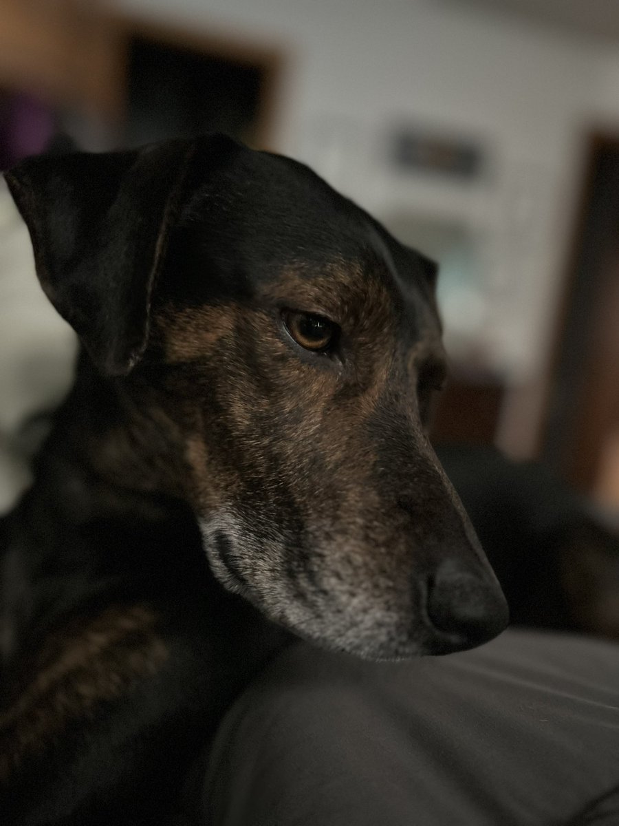 HounddogZenith's tweet photo. Pals I’m a bit embarrassed. I came flying in to dive bomb mum. Miscalculated and flew off the other side of the bed. Mum won’t stop laughing. 🙈
#SendCuddles #SaturdayThoughts https://t.co/vaOTBDZPFn
