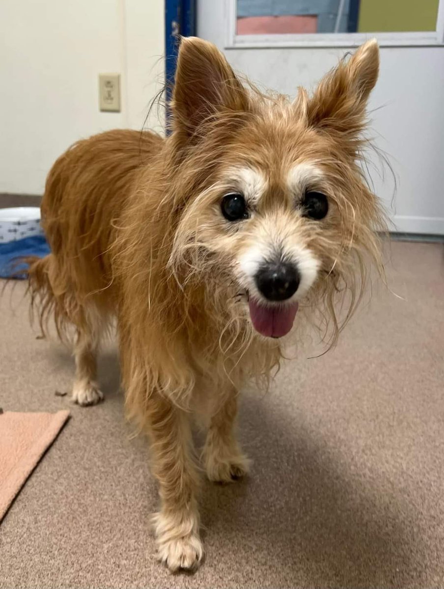 WeRateDogs tweet media