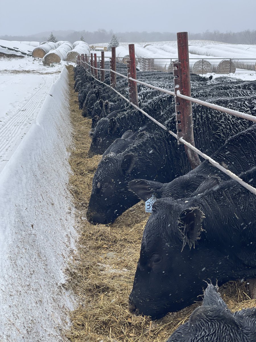 The bull catalog is finished, and pictures will be done in the next week. If anyone wants to check it out beforehand let me know and I can send it over! Great selection of calving ease and power bulls this year. Retweets appreciated!