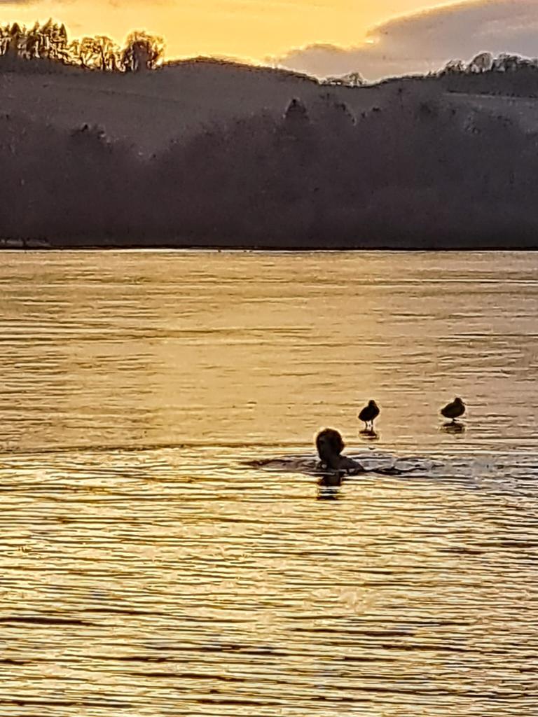 Wendy Watson tweet media