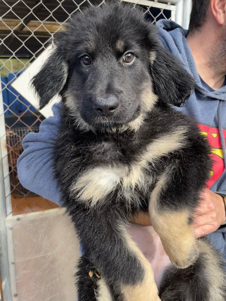 Pro_Ani_LaNucia's tweet image. Leyre tenemos que hablar de tus orejas.
A ver mi niña, que tu mami es cruce de mastin lo sabemos, pero esas orejas tuyas...🤣
Que es broma corazón, que eres preciosa y vas a tener una casa con un sofá para ti, ya verás.
-Leyre está en adopción en La Nucía.